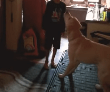 This Adorable Pup Is Having The Time Of His Life Playing With A Balloon!