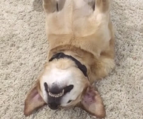 This Senior Adorable Pup Knows Exactly How To Relax In Style! Check This Out!