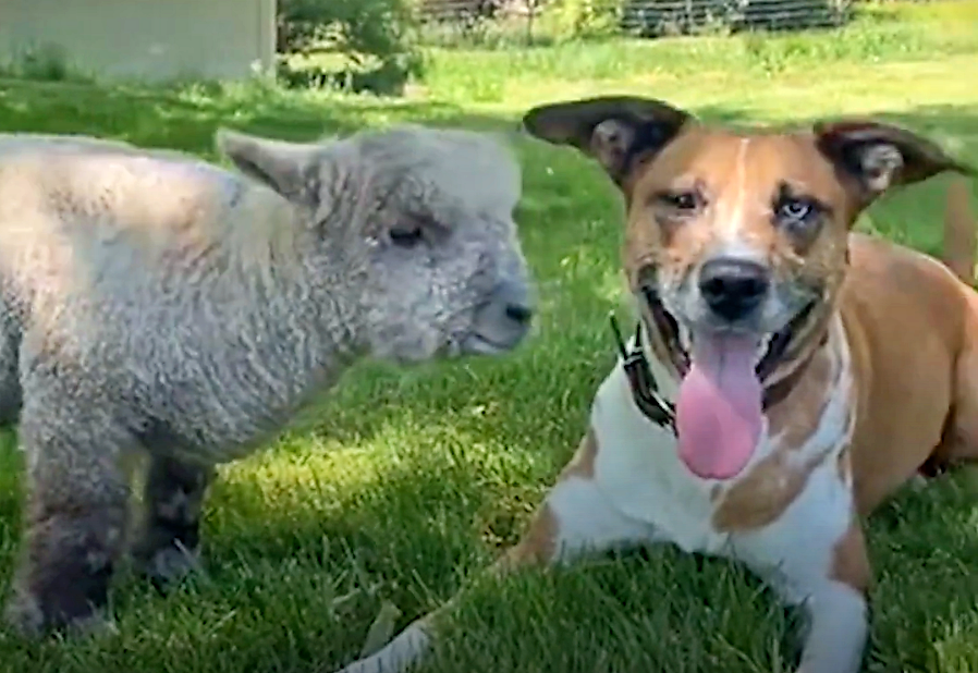 Dog Adopts Lamb After Her Mother Rejected Her