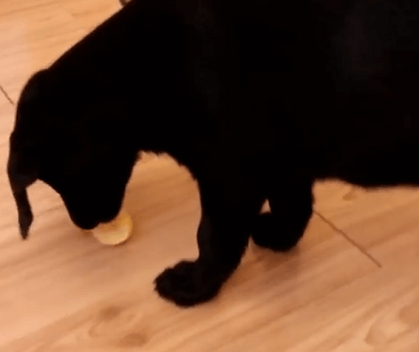 This Adorable Pup Is Eating A Lemon For The First Time! Check Out His Reaction!