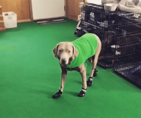 This Adorable Pup Is Wearing Shoes For The First Time! Too Cute And Funny!