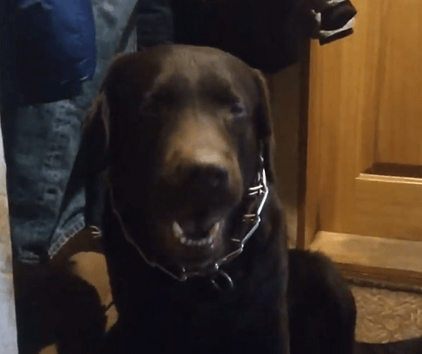 This Adorable Pup Is Singing The Song Of His People! Take A Listen, People!