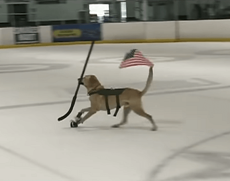 This Adorable Pup Can Ice Skate And His Skills Are Going To Drop Your Jaw!