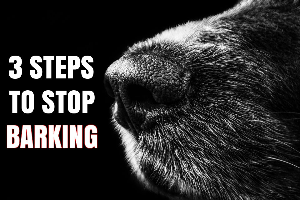 3 Steps To Train Your Dog To Stop Barking