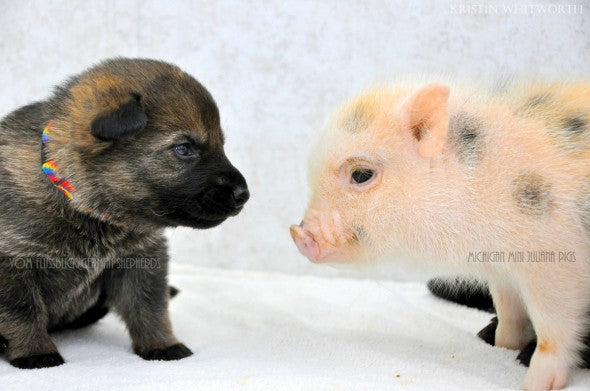 German Shepherd Puppies Find Best Friends In Form Of Teeny Tiny Piglets! #SugarRush!