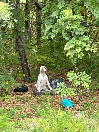 Injured Dog Dumped In The Woods Gets Help After Two Weeks