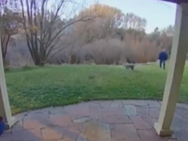 Attack On Pet Dog By Two Bobcats Foiled By Colorado Homeowner