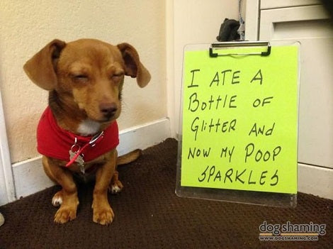 These Pets Are Sick Of Pet Shaming So Now They're Getting Revenge!