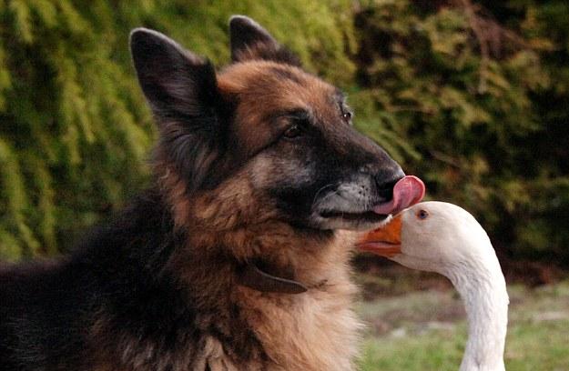 Everything Changed When This German Shepherd Fall In Love With A Goose!