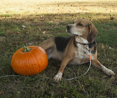 8 Incredible Halloween Costumes For Beagles You Have To Check Out!