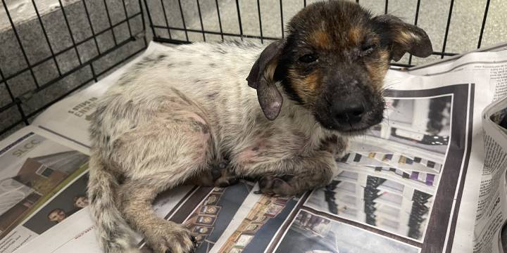 Puppy With Severe Skin Infection Gets A Second Chance