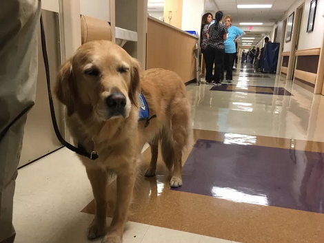 See How These Pups Comforted The Survivors Of The Las Vegas Shooting
