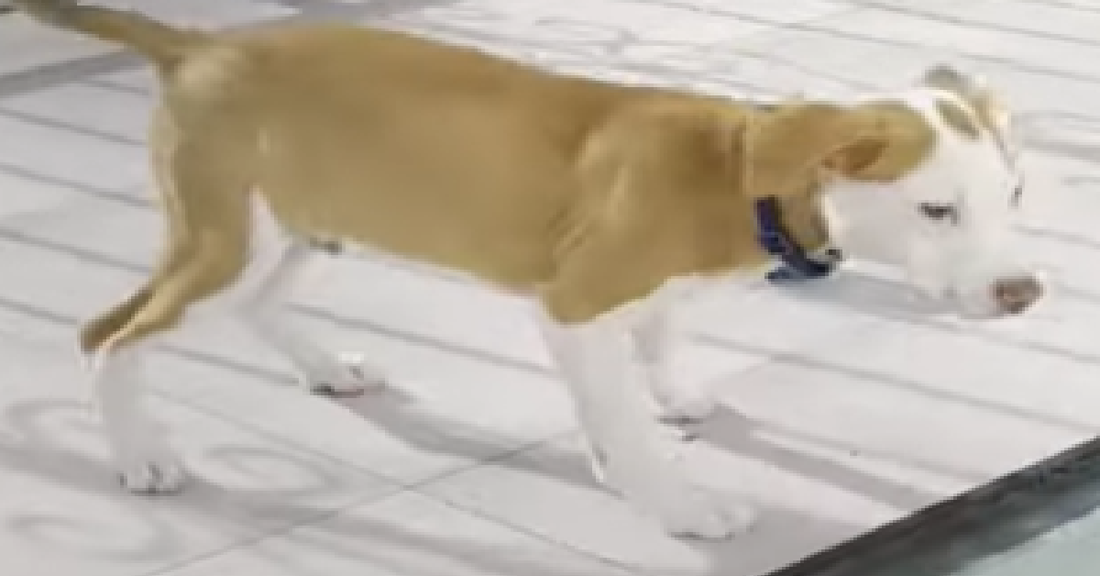 Puppy Regains Confidence After Being Bullied