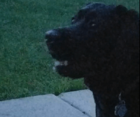 Adorable Pup Catches Fireflies And Flashes A Glowing Smile At The Camera!