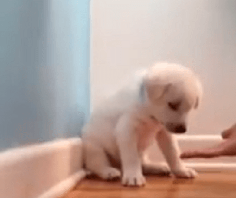 Watch How This Adorable Puppy Falls Asleep During His Training!