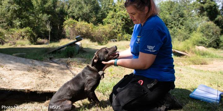 Over 300 Dogs Rescued From Dogfighting Ring In South Carolina