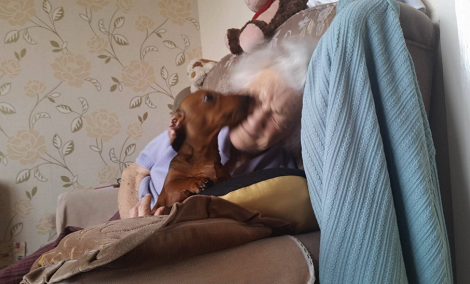 Do You Know Why Some Pups Love To Be Lap Dogs While Others Don't?