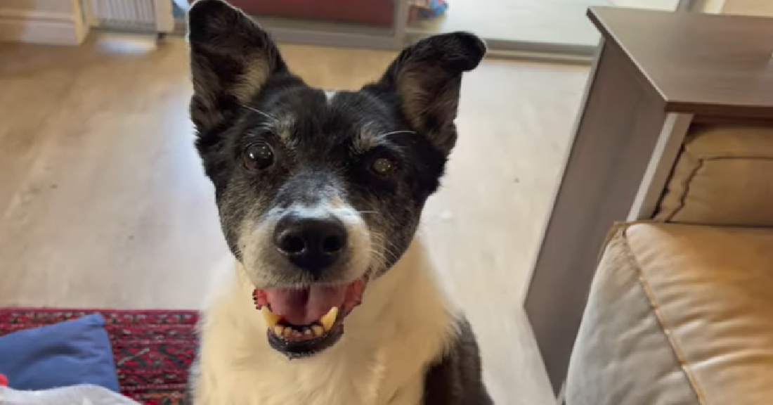 Dog Surrendered For Being "Too Old" Finds Another Home