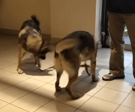 These Adorable Pups Are Extremely Fascinated By Their Own Shadows!