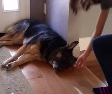 This Adorable Pup Is Too Lazy To Move An Inch Of His Body! Check This ...