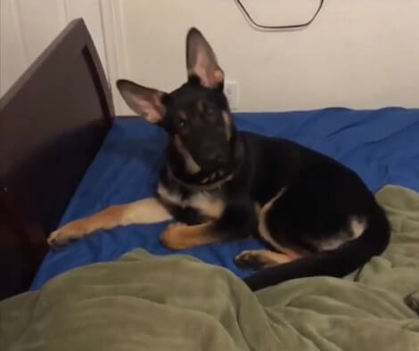 This Adorable Pup's Head Tilts Are Definitely Going To Melt Your Heart!