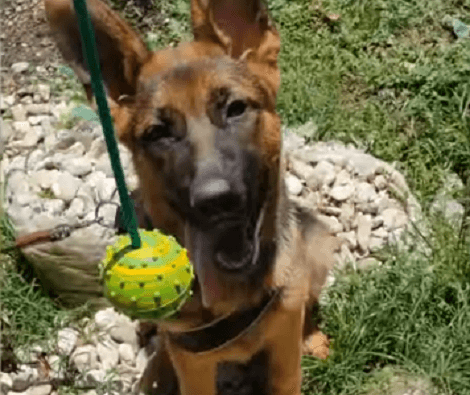 When This Adorable Pup Spots Butterflies, There's Only One Thing To Do - Chase!