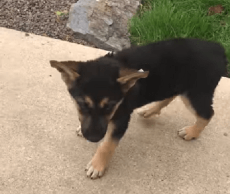 Adorable Pup Who's Come Home For The First Time Is Exploring The Backyard!