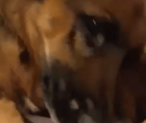 Adorable Pup Comes Across Her New Favorite Toy And She's Having A Blast!