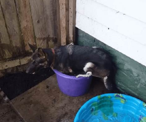 Adorable Pup Has One Rule - Smaller Is Better! Look At His Tiny Pool!