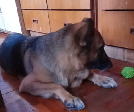 This Adorable Pup Has A Favorite Toy - This Is Just Too Cute!