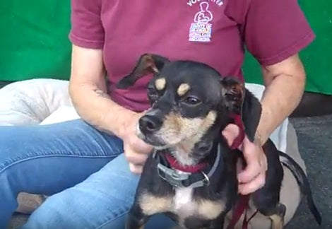 This Adorable Pup Is Looking For Her Forever Loving Home - Can You Help Her?