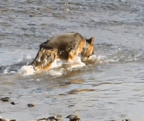 This Adorable Pup Is Having An Absolute Blast Splashing Around In The Water!