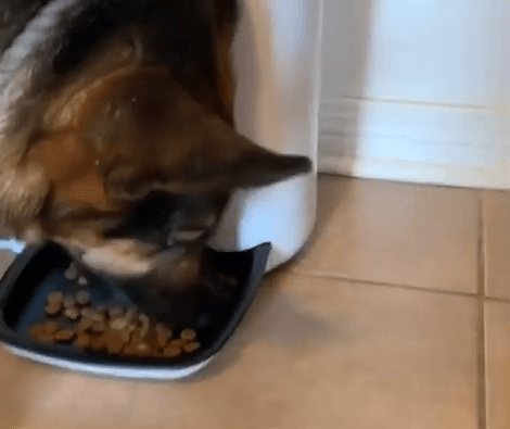 This Adorable Pup Is In Love With The Automatic Feeder! Take A Look!