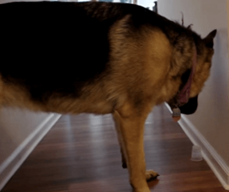 This Adorable Pup Is Extremely Vocal! Check Out How She Communicates!