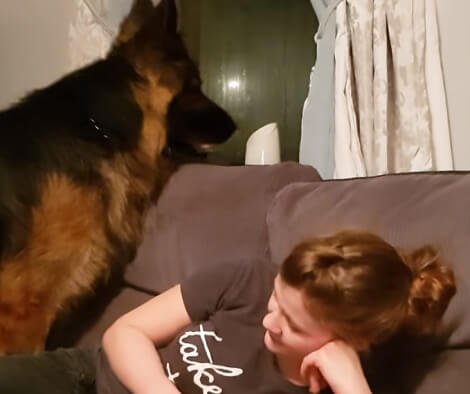 Watch How This Adorable Pup Mistakes Phone Ringing For Door Bell!