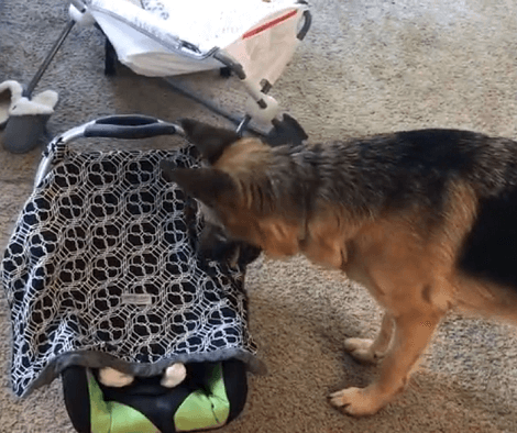 This Adorable Pup Hears A Child Crying So He Begins His Mission To Find The Baby!