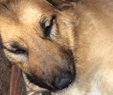 This Adorable Pup Is Busy Dreaming! But Look At Him Snore!