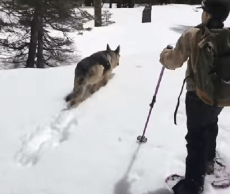 This Adorable Pup Clearly Doesn't Mind Walking Through The Snow!