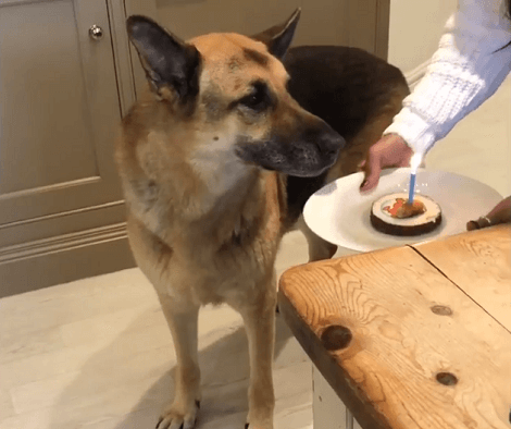 This Adorable Pup Is Celebrating His Birthday Today! Watch How It All Begins!