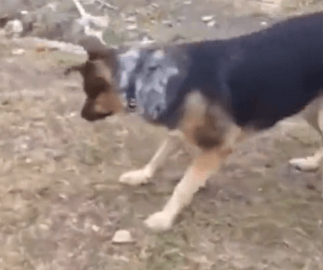 Adorable Pup Minding His Own Business Suddenly Spots A Tiny Mouse Running Along!