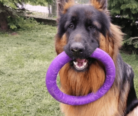 This Adorable Pup Is Enjoying Himself Playing With Mom And His Favorite Toy!