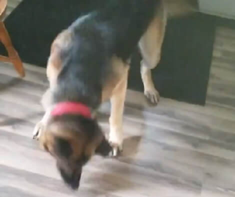 This Adorable Pup Totally Freaks Out When He Sees A Wind-Up Toy!