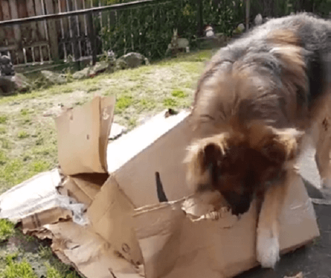 This Adorable Pup Is Secretly Also A Cardboard Box Shredder! Check This Out!