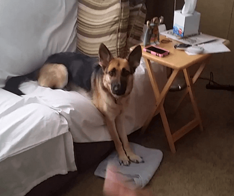 This Adorable Pup Is Just Minding Her Own Business, But Look At Her Paws!