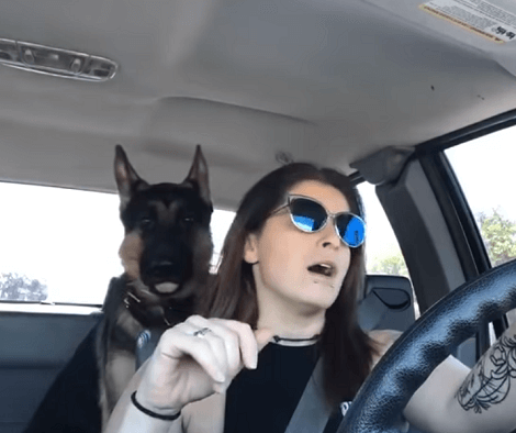 This Adorable Pup Had The Time Of His Life Visiting A Car Show! Check This Out!
