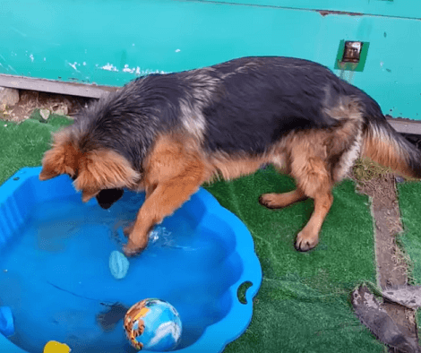 This Adorable Pup Is About To Have Fun In The Snow! Check This Out!