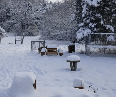 Watch How Much Fun These Adorable Pups Are Having In The Snow!