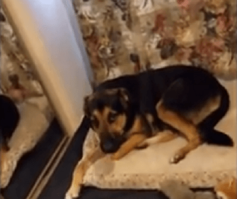 This Adorable Pup Is Guilty - You've Got To See What He Has Done! This Is Hilarious!