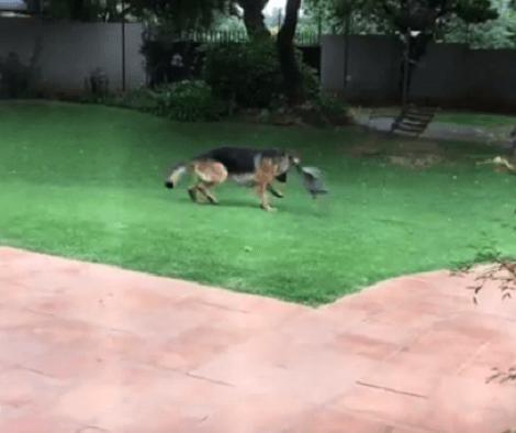Wait Till You See How These Two Best Friends Play With Each Other In The Garden!