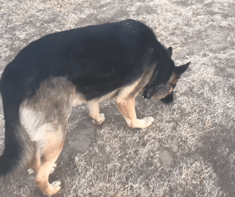 Wait Till You See What This Adorable Pup Is Up To Today! This Looks Like So Much Fun!